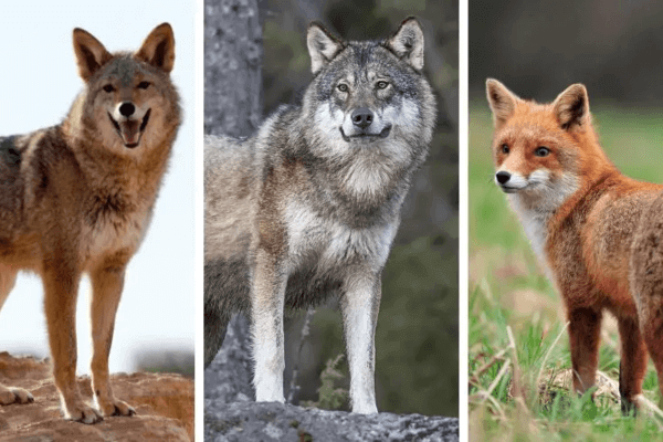 Prairie Wolf Dog Park 