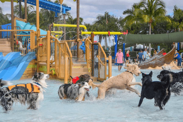 Prairie Wolf Dog Park