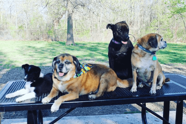 Prairie Wolf Dog Park
