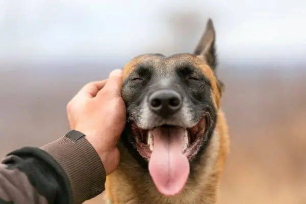 Praising-Positive-Behavior-can-help-with-house-training-your-puppy-1-1
