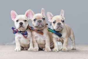 Puppies For Sale