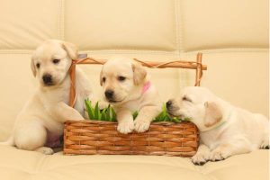Puppies For Sale