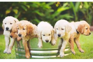 Puppies For Sale Vancouver