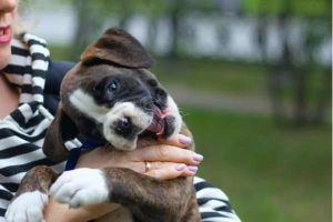 Puppy's Biting behavior