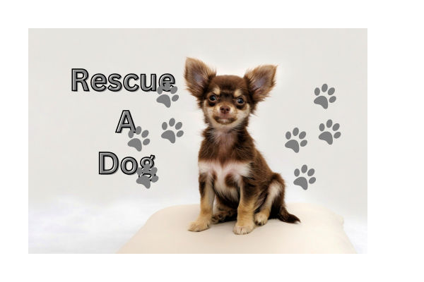 How to start A Dog Rescue