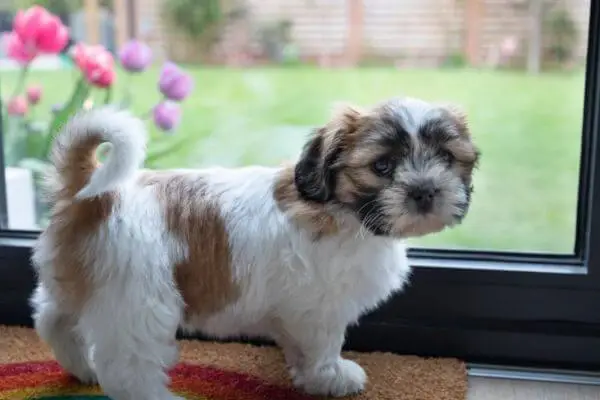 Routine-to-Housetrain-Your-New-Puppy-1