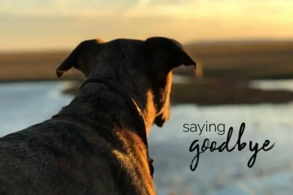 Saying-Goodbye-To-Your-Dog-1