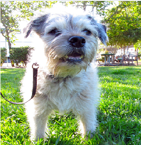 Black and White Dog Breeds