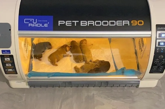 Puppy Incubator