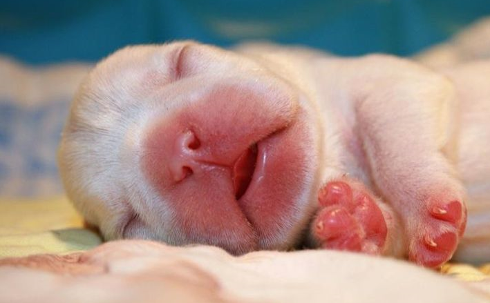 Puppy Incubator