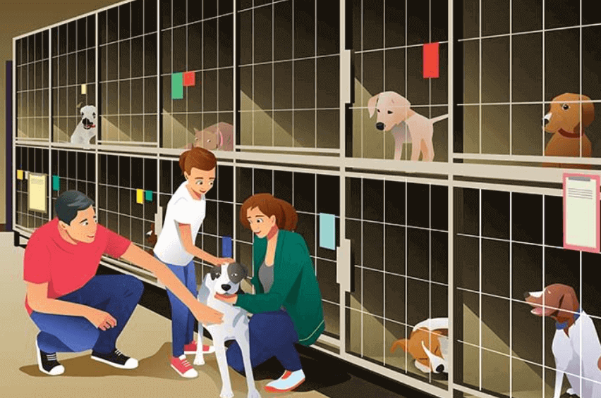 How to start A Dog Rescue