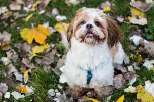 Shih Tzus