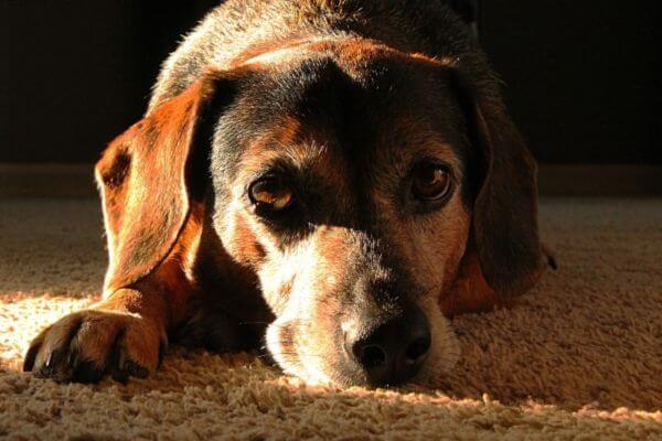 Solliquin Dogs