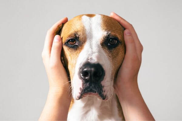Solliquin Dogs