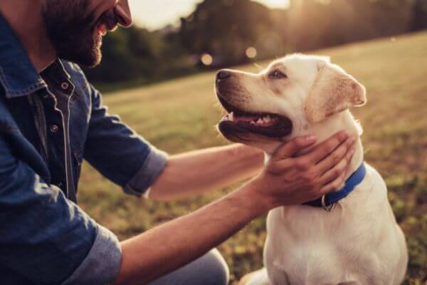 Solliquin Dogs