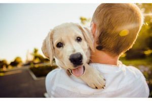 Surrendering your Dog