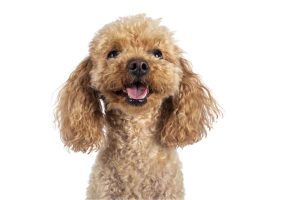 Toy Poodle