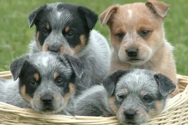 Traits-Behaviors-of-the-Blue-Heeler-Puppies-1