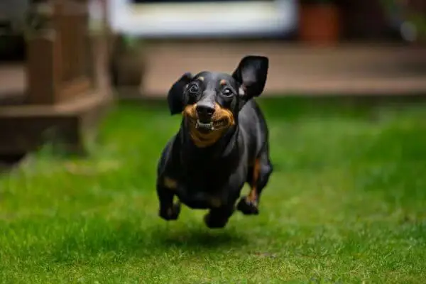 Types-of-Dogs-Hound-Breeds-1