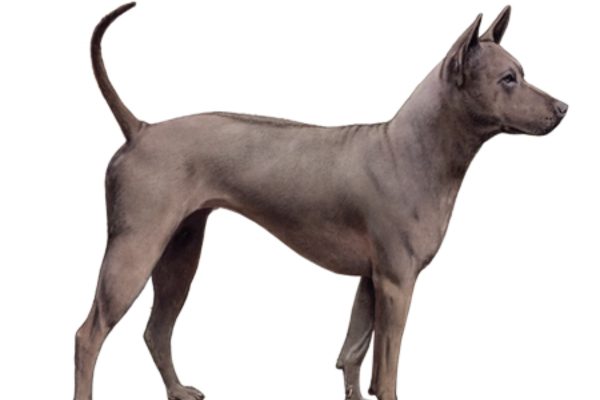Unique Dog Breeds