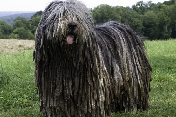 Unique Dog Breeds 