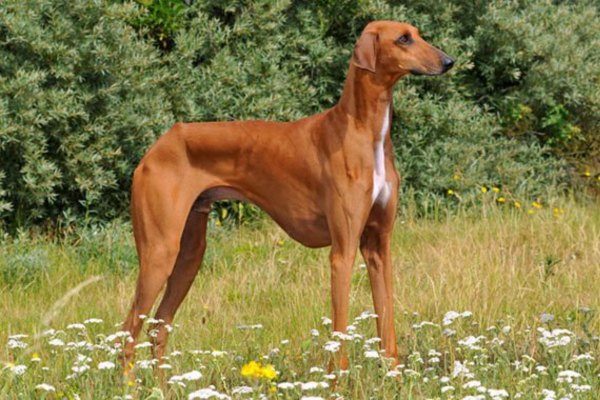 Unique Dog Breeds
