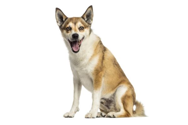 Unique Dog Breeds 