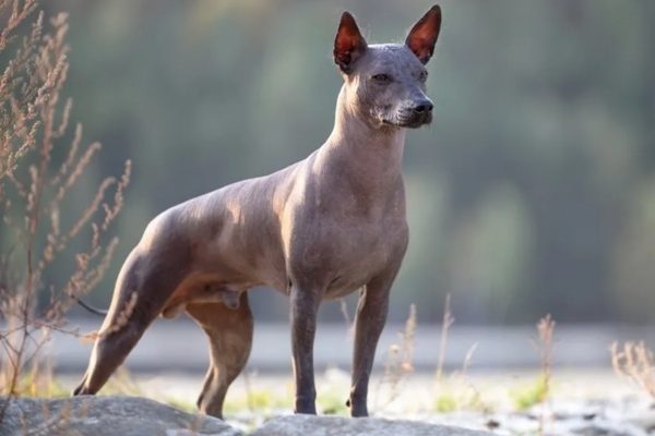 Unique Dog Breeds