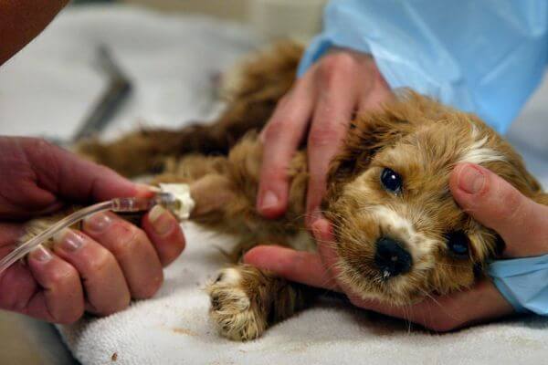 Can Humans Get Parvo From Dogs