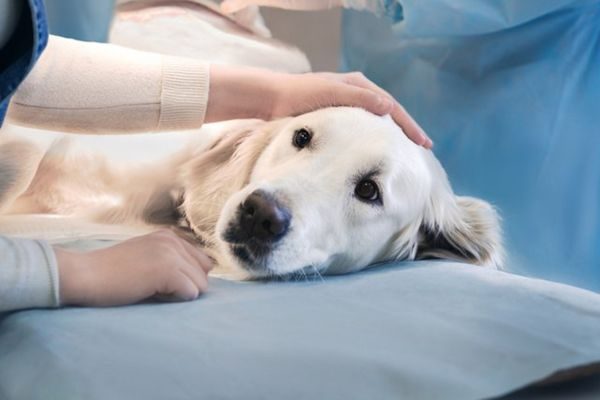 Can Humans Get Parvo From Dogs