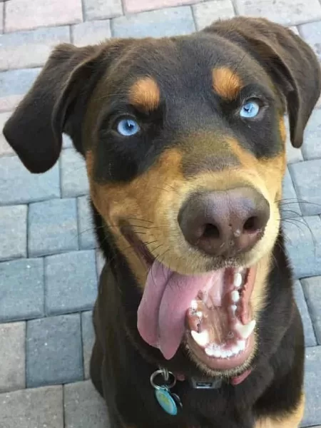 Revealing the Husky Mix Doberman’s Unique Traits and Characteristics