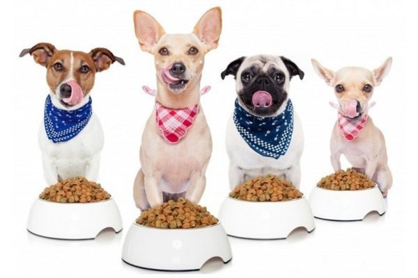 HealthyPetNet Life’s Abundance Weight Loss Dog Food Review [2023]