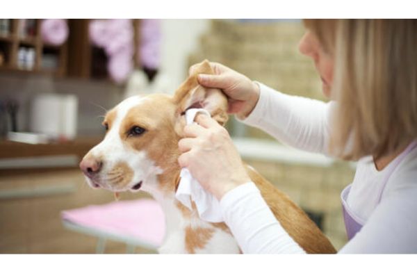 What Do Dog Ear Mites Look Like