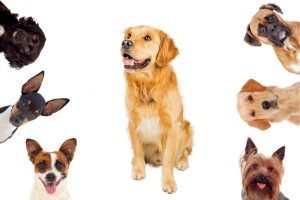 What Dog Breed Lives The Longest