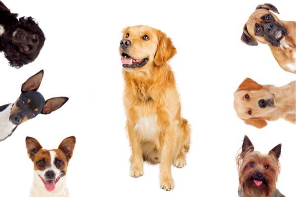 What Dog Breed Lives The Longest
