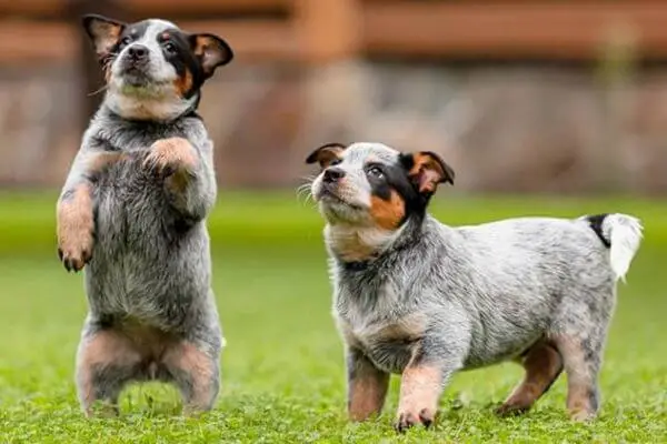 What-is-The-Origin-of-Blue-Heelers-1