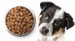 When Can Puppies Eat Adult Food