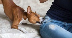 Why Does My Puppy Keep Biting Me