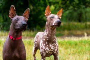 Xoloitzcuintlis