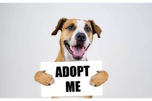 adopted dog