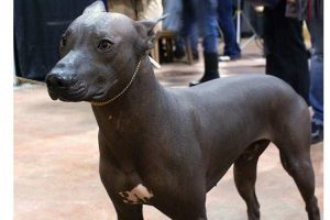 adopting a Xoloitzcuintli