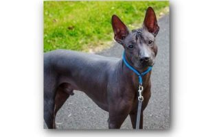 adopting a Xoloitzcuintli