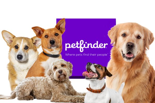 adopting a pet