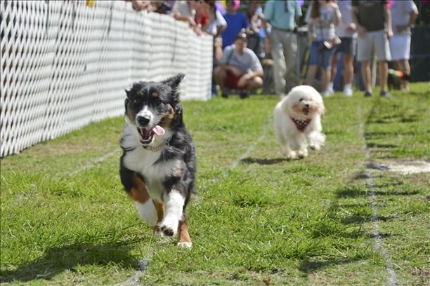 Humane Society Of The Treasure Coast