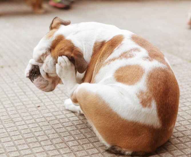Benzoyl Peroxide Shampoo for Dogs