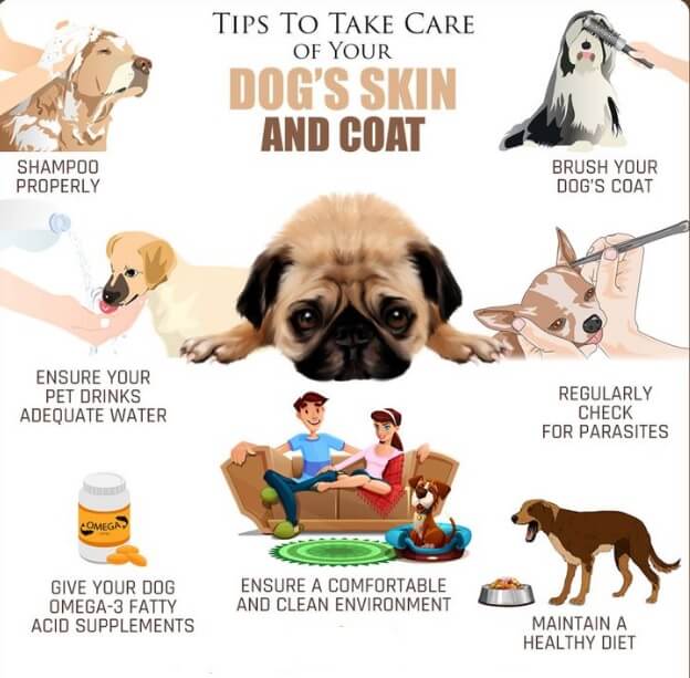 Benzoyl Peroxide Shampoo for Dogs