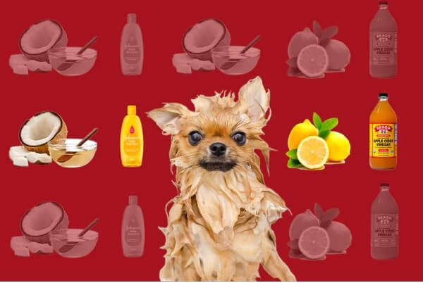 Can Dogs Use Human Shampoo
