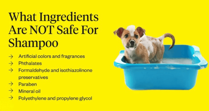 Can Dogs Use Human Shampoo