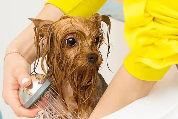 Can Dogs Use Human Shampoo