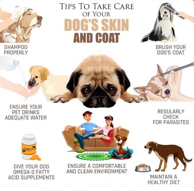 Can Dogs Use Human Shampoo